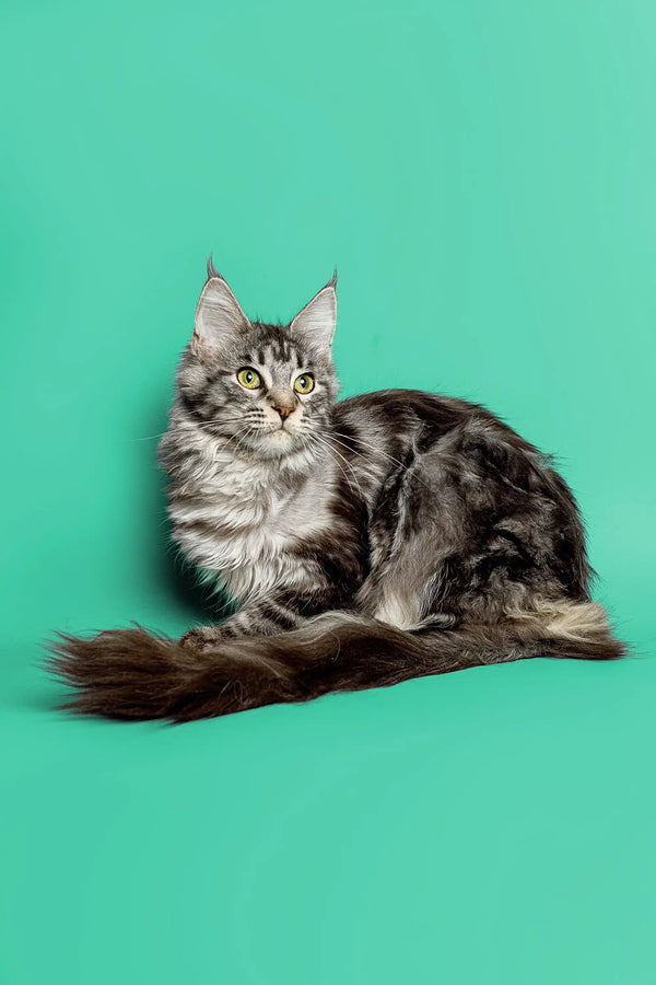 Long-haired silver tabby Maine Coon kitten with fluffy tail against simple backdrop