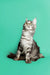 Fluffy gray and white Maine Coon kitten sitting upright, showcasing its silver tabby fur