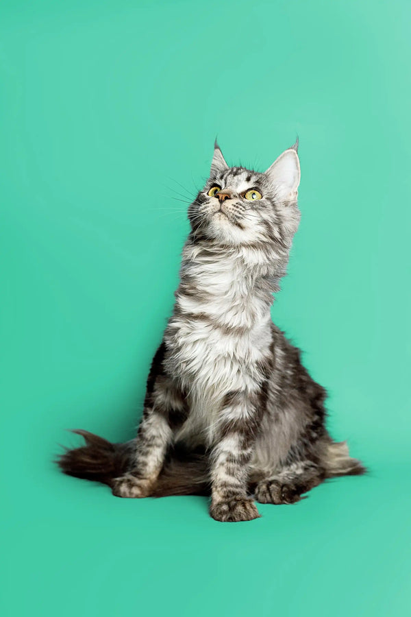 Fluffy gray and white Maine Coon kitten sitting upright, showcasing its silver tabby fur