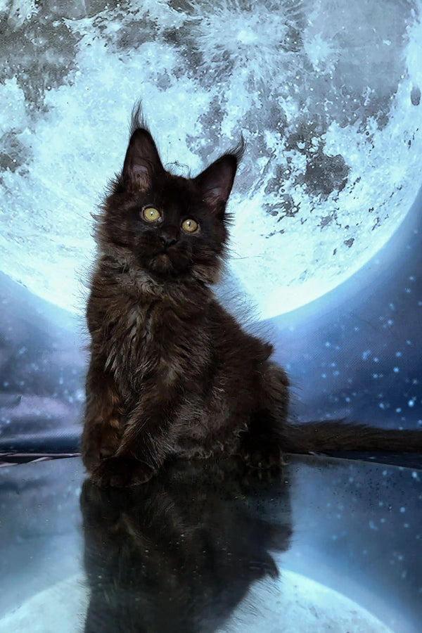 Black Maine Coon kitten with glowing eyes sitting under a moonlit sky