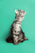 Gray tabby kitten sitting upright, looking up, perfect for Maine Coon lovers