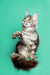 Gray and white Maine Coon kitten sitting upright with paw raised, showing off its silver tabby coat