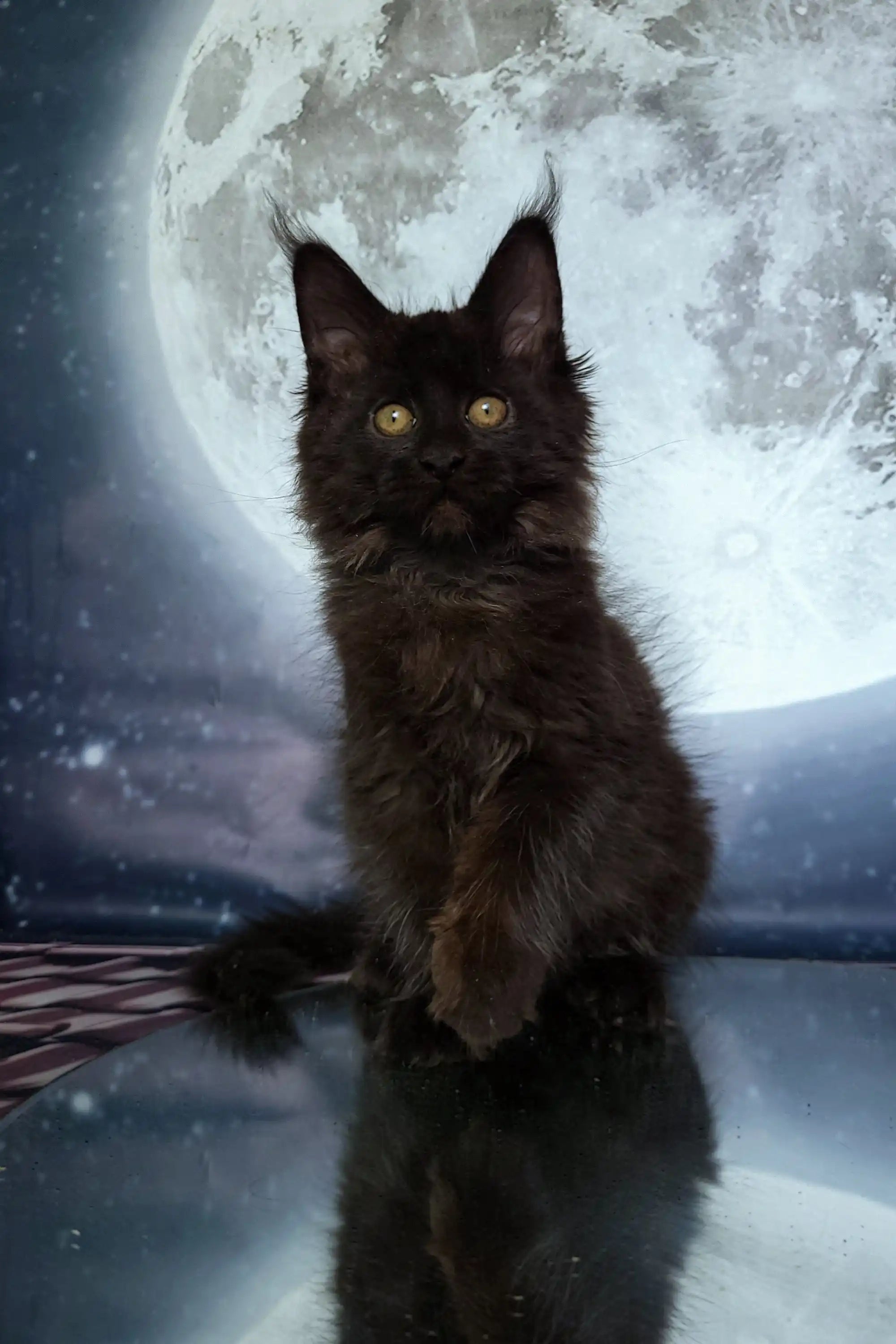Maine Coon Kittens for Sale Astra | Kitten