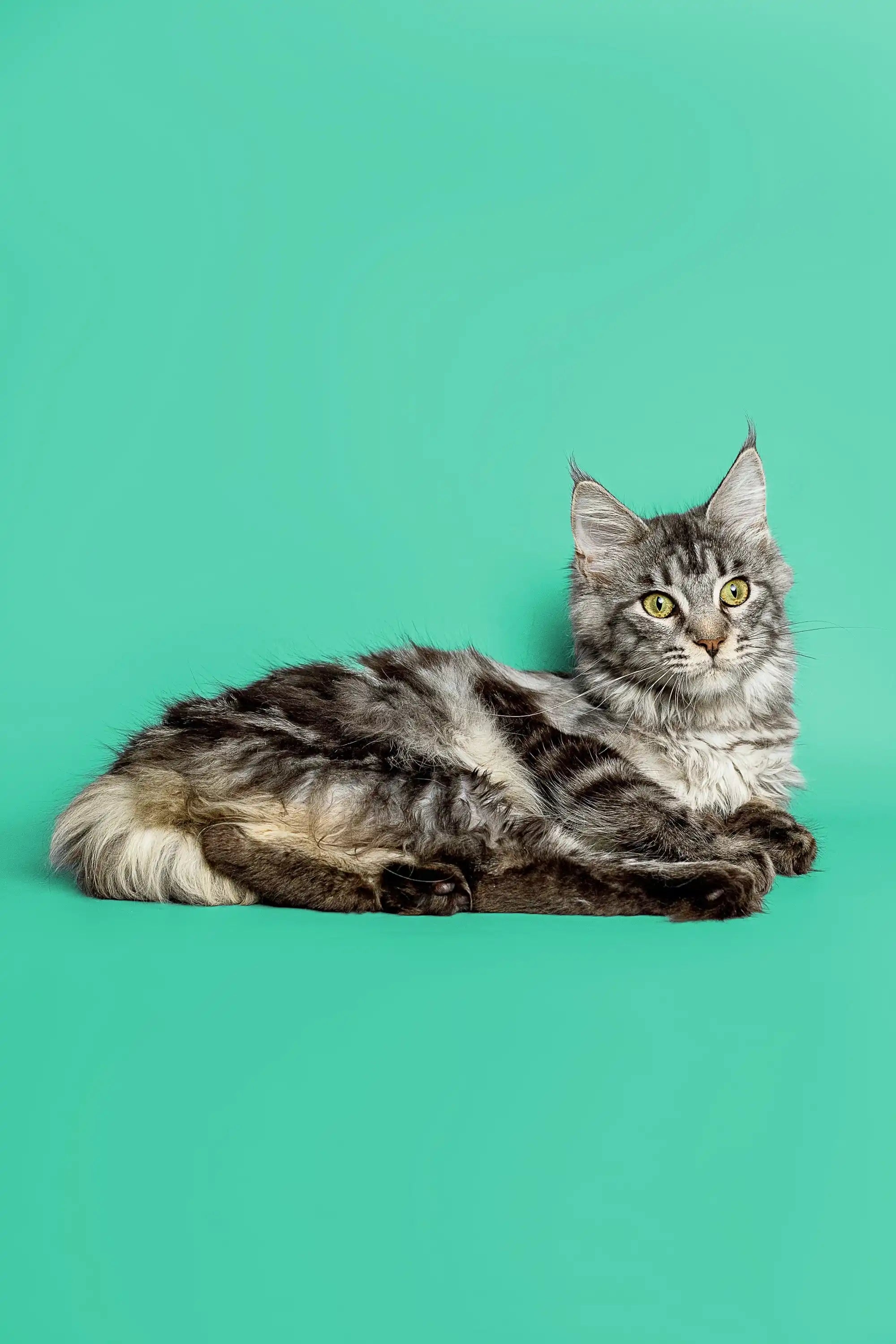 Maine Coon Kittens for Sale Astra| Kitten