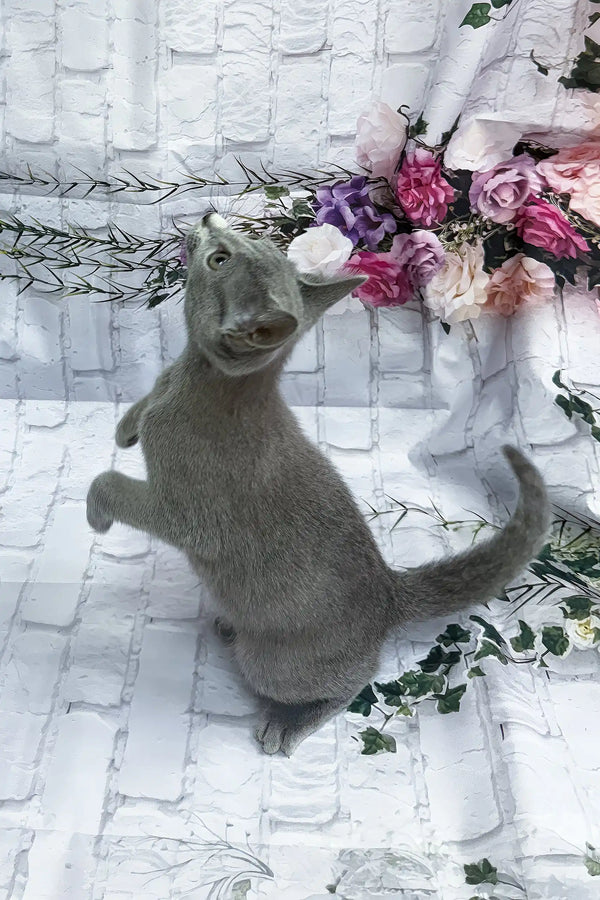 Astra | russian blue kitten
