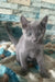 Astra | russian blue kitten
