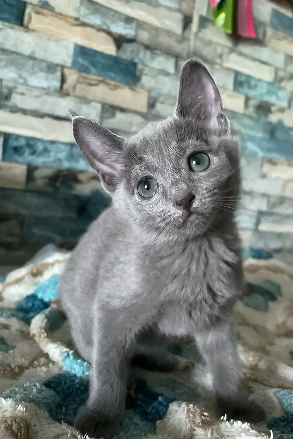 Astra | russian blue kitten