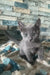 Astra | russian blue kitten