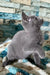 Astra | russian blue kitten