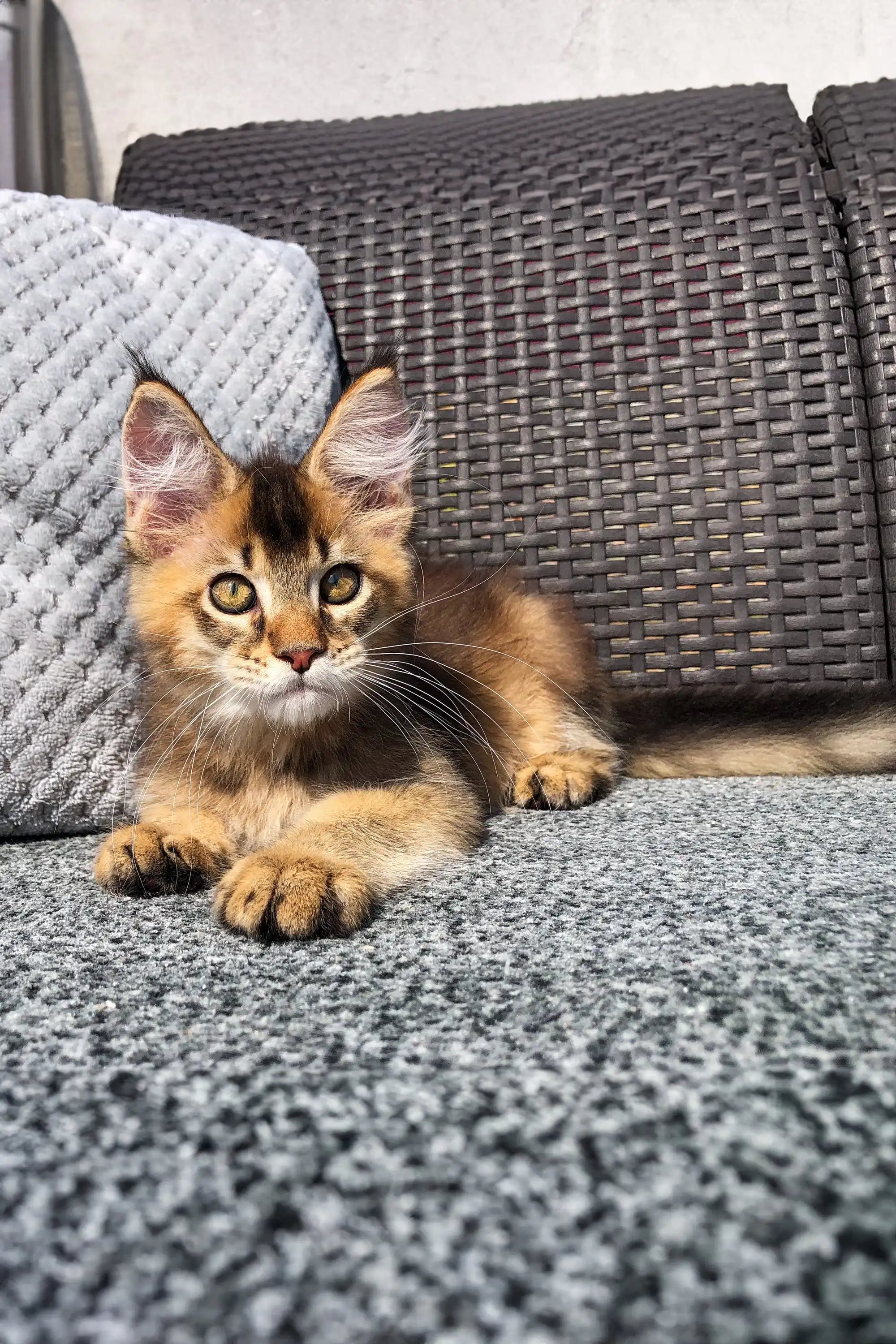 Maine Coon Kittens for Sale Aston | Golden Kitten
