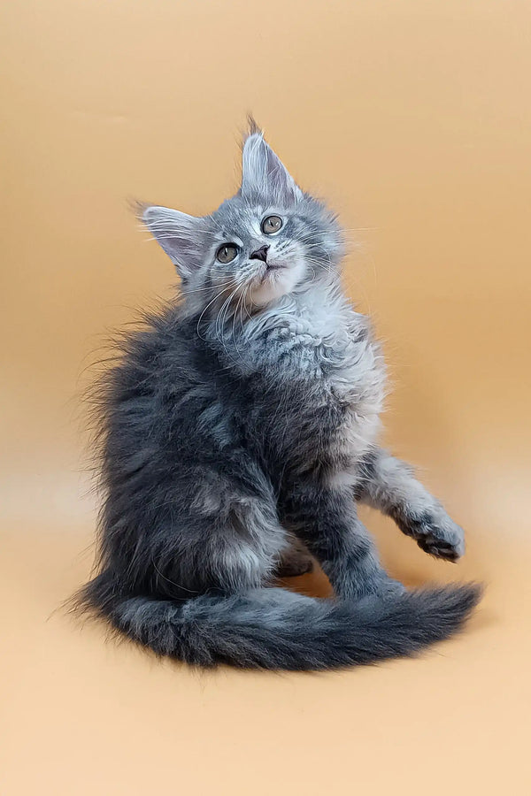 Asty | maine coon kitten