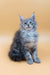 Asty | maine coon kitten
