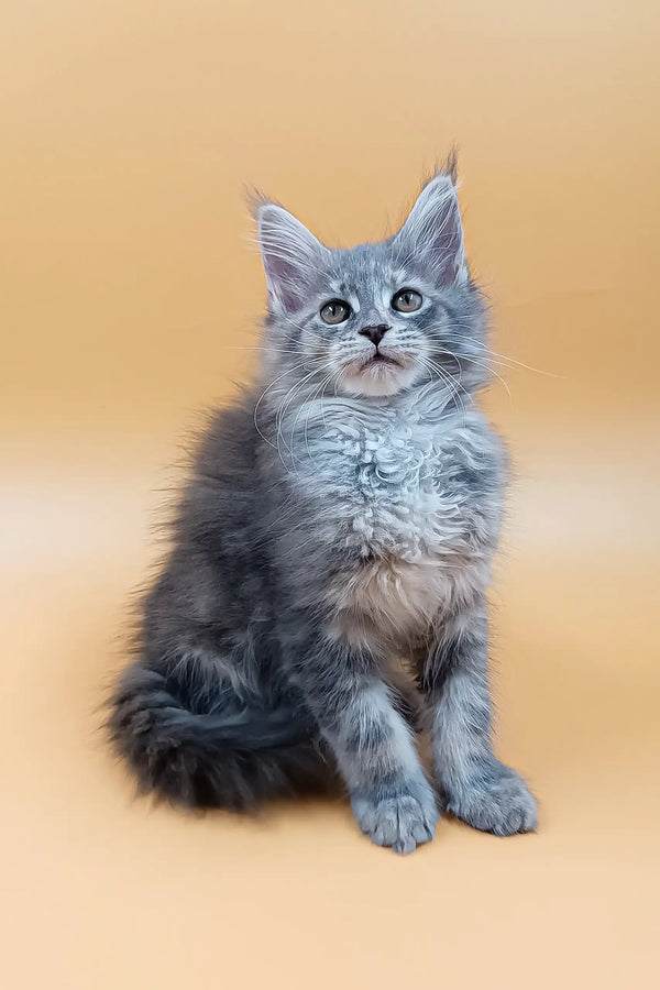 Asty | maine coon kitten