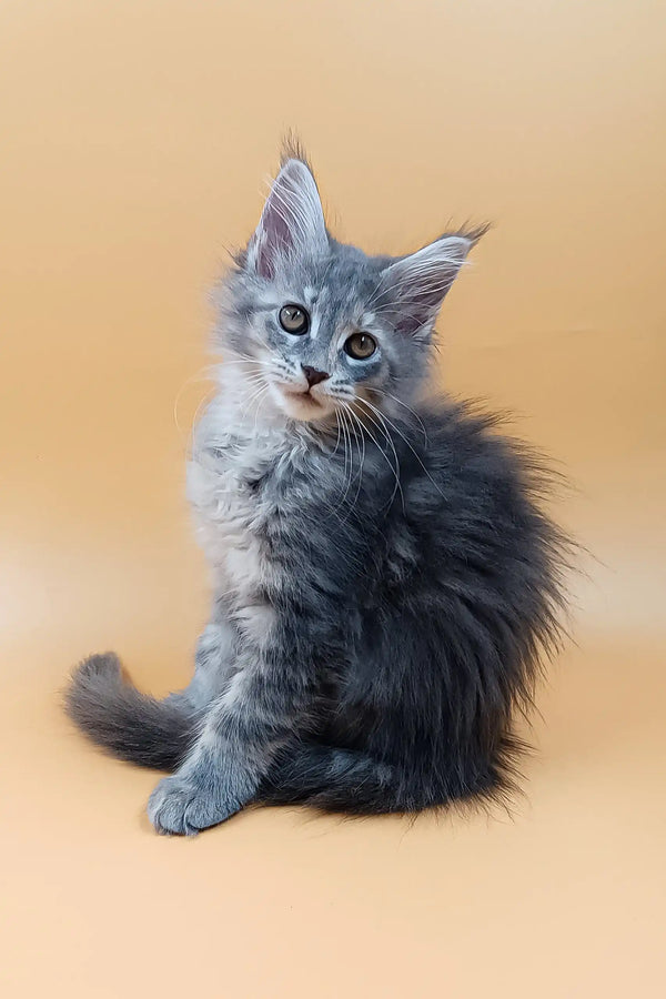 Asty | maine coon kitten