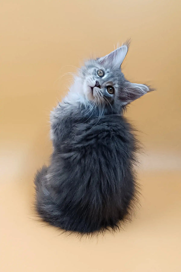 Asty | maine coon kitten