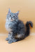 Asty | maine coon kitten