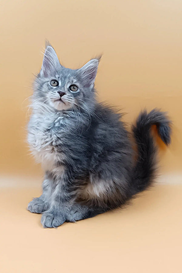 Asty | maine coon kitten