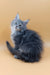 Asty | maine coon kitten