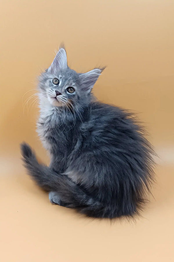 Asty | maine coon kitten