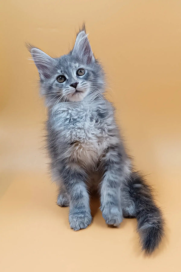 Asty | maine coon kitten