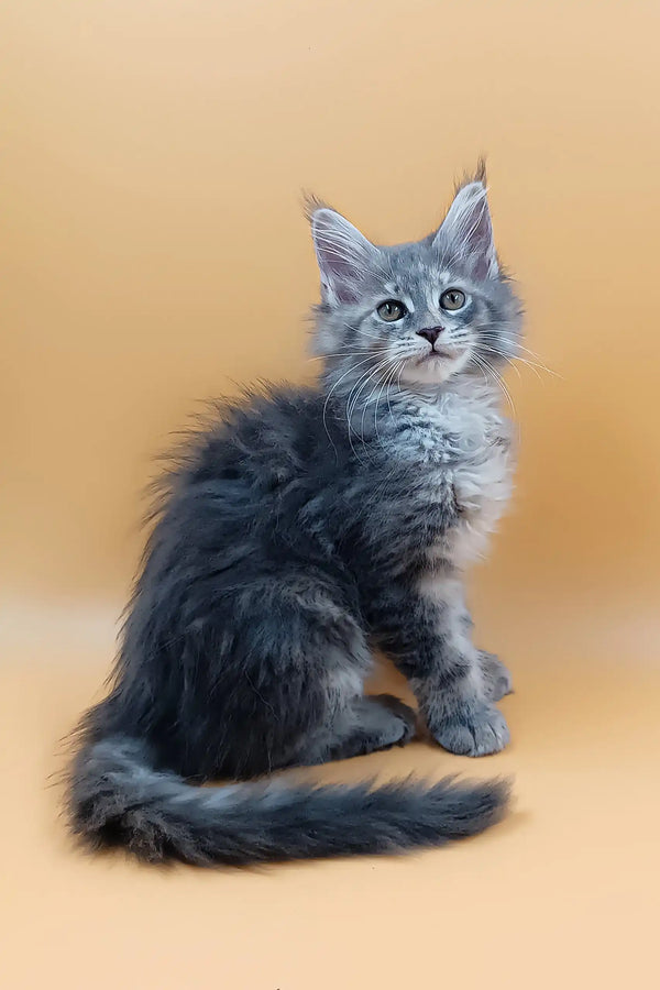 Asty | maine coon kitten