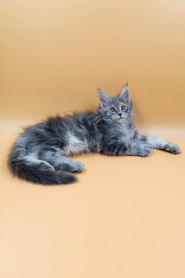 Asty | maine coon kitten