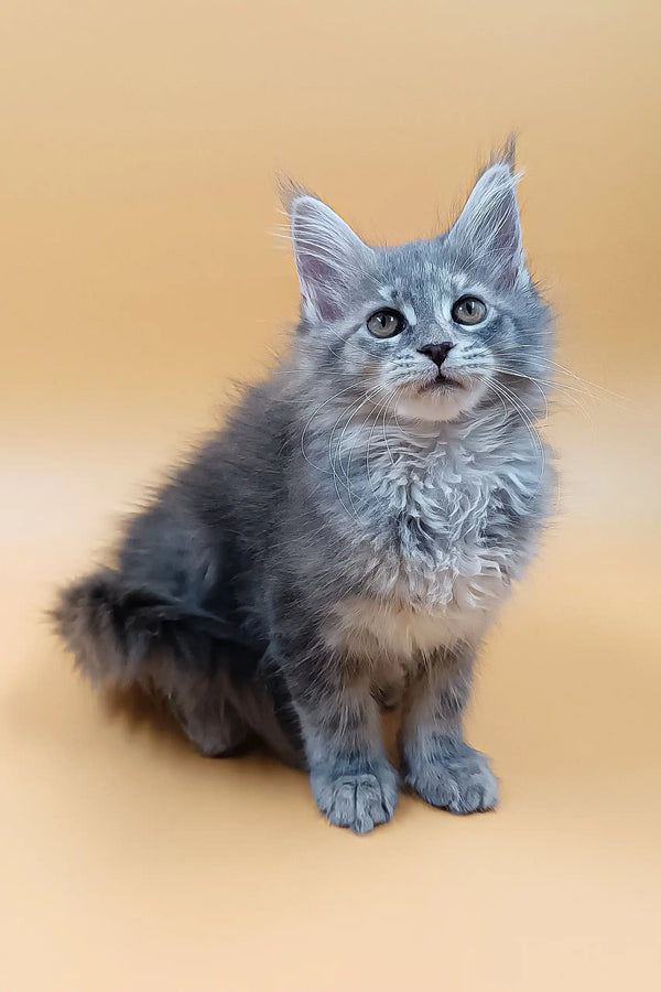 Asty | maine coon kitten