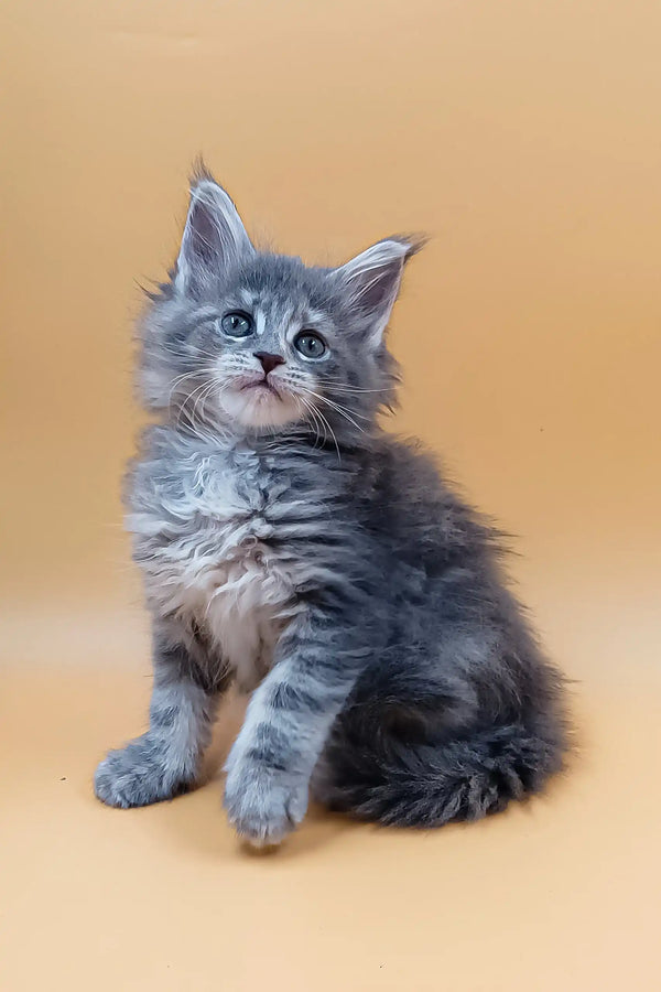 Fluffy gray Maine Coon kitten named Asty looking adorable and playful