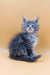 Fluffy gray Maine Coon kitten with stunning blue eyes from Asty