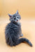 Fluffy gray Maine Coon kitten Asty with striking blue eyes, super adorable pet