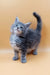 Fluffy gray kitten named Asty, a charming Maine Coon ready for cuddles