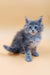 Gray Maine Coon kitten looking adorable in Asty Maine Coon Kitten product