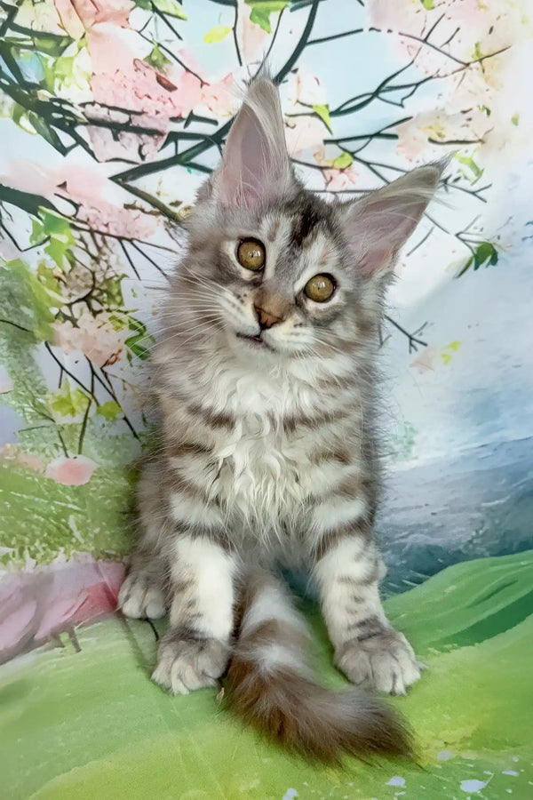 Asya | maine coon kitten