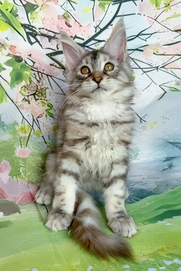 Asya | maine coon kitten