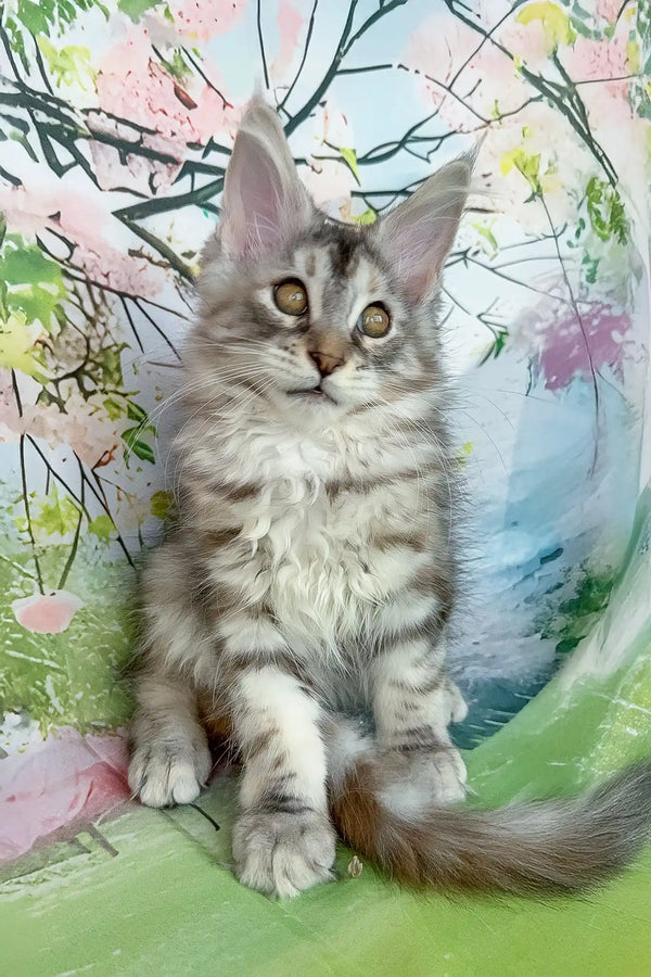Asya | maine coon kitten