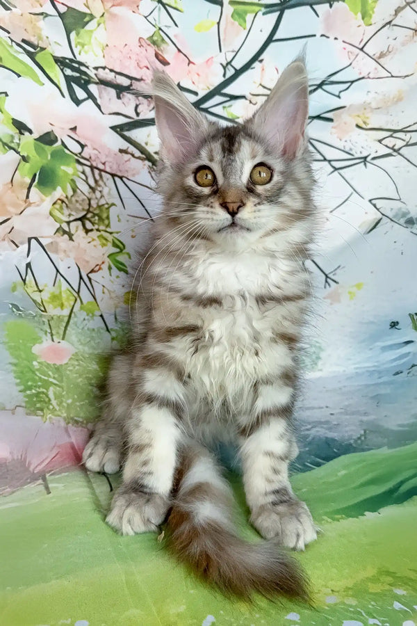 Asya | maine coon kitten