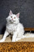 Atas | maine coon kitten