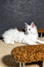 Atas | maine coon kitten