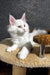 Atas | maine coon kitten