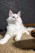 Atas | maine coon kitten