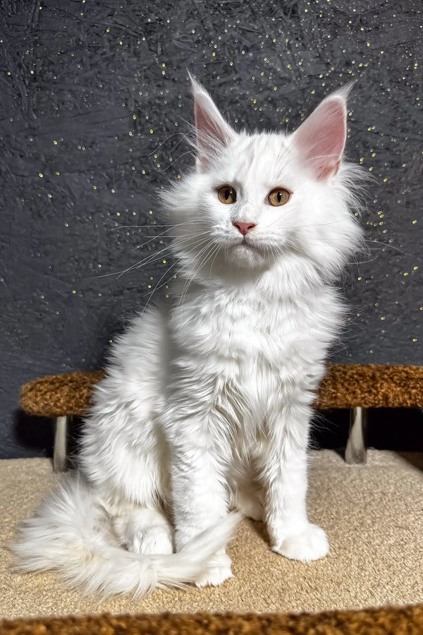 Atas | maine coon kitten