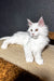 Atas | maine coon kitten