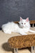 Atas | maine coon kitten
