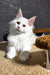Atas | maine coon kitten