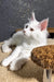 Atas | maine coon kitten