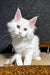 Atas | maine coon kitten