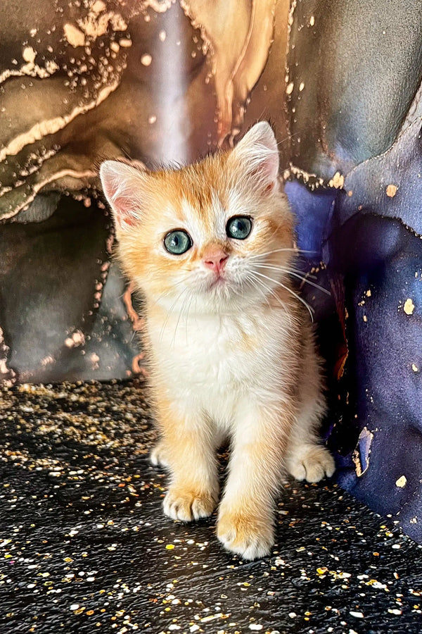 Adorable Scottish Straight kitten with orange and white fur and bright blue eyes