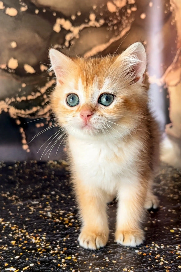 Adorable Scottish Straight Kitten with bright blue eyes and ginger-white fur