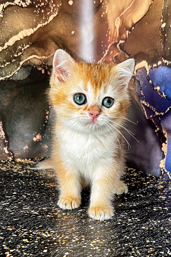 Adorable Scottish Straight Kitten with big blue eyes and orange and white fur