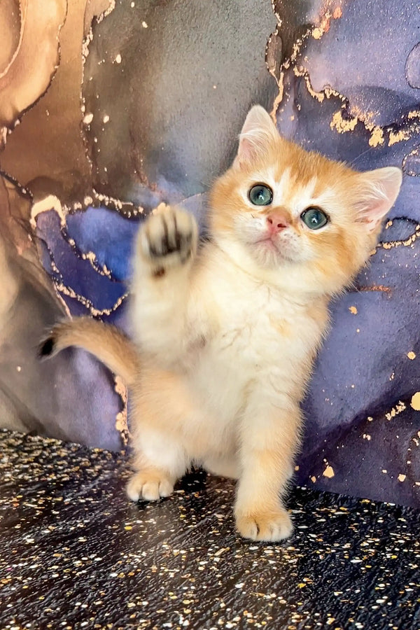 Adorable Scottish Straight Kitten with big eyes reaching out its paw
